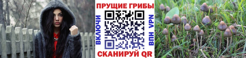 Псилоцибиновые грибы Cubensis  Купить где  Майский 